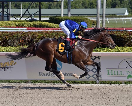 Prevalence wins his debut in a maiden race at Gulfstream Park