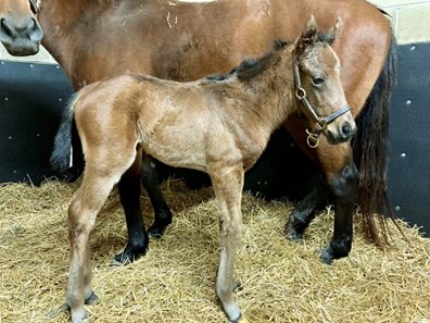 Demarchelier's first foal is a colt born at Mt. Brilliant Farm, which is also the breeder