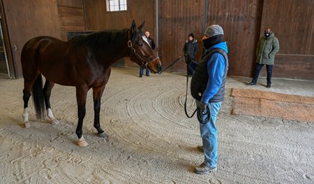 Lookin At Lee at Irish Hill & Dutchess Views Stallions near Stillwater, N.Y.