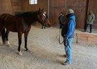 New York Thoroughbred Breeders director Najja Thompson far right watches as stallion Lookin at Lee is shown at Irish Hill Century Farm Monday Jan 18, 2021 in Stillwater, N.Y.    Photo by Skip Dickstein