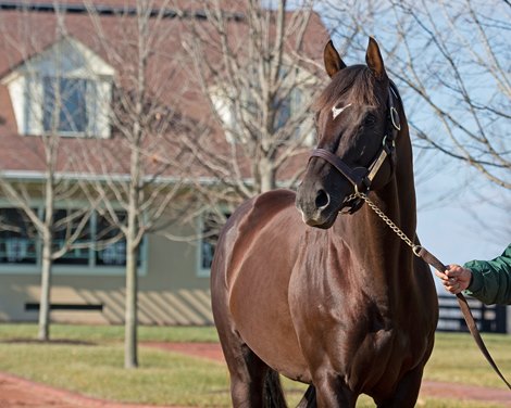 Daredevil Highlight of Lane's End Press Event - BloodHorse