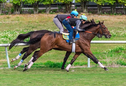 Sole Volante - Horse Profile - BloodHorse