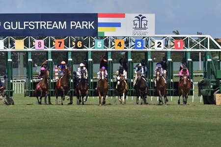 Horses break on the turf course at Gulfstream Park