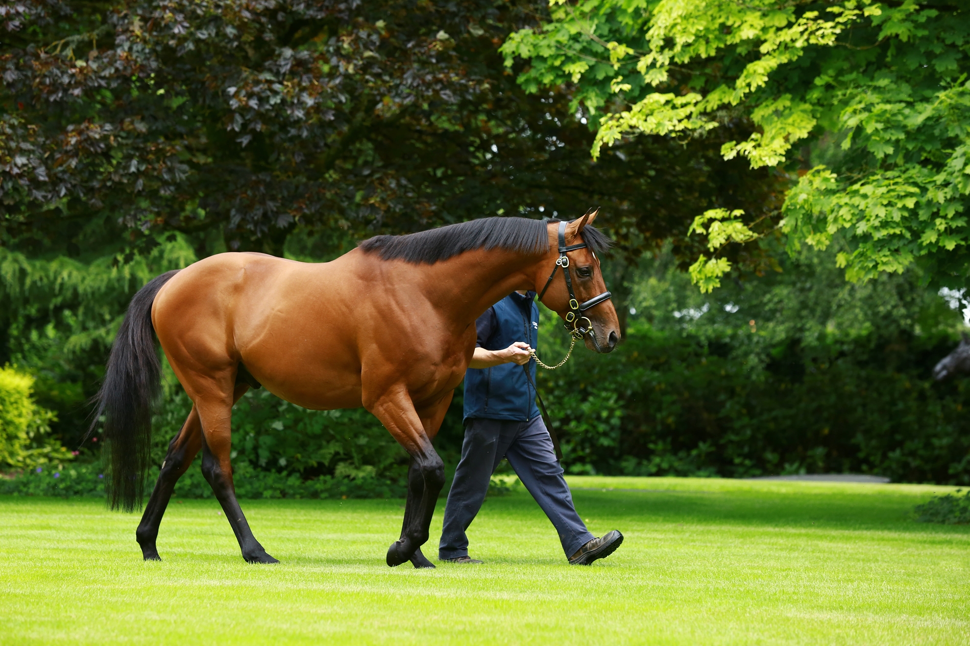 The Gurkha Returns to Stallion Duties in a New Location - BloodHorse