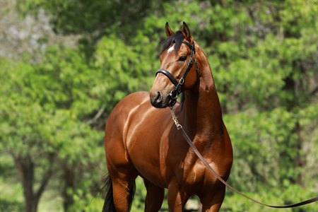 practical joke top freshman sire by obs march average bloodhorse