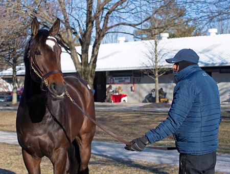 Hello Hot Rod at the Fasig-Tipton February Sale