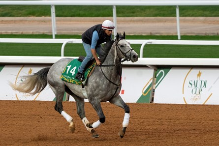 Tacitus - Horse Profile - BloodHorse