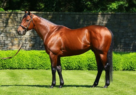 American Pharoah