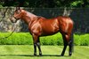 American Pharoah