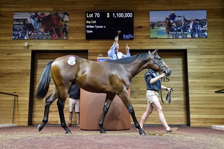 The session-topping Written Tycoon colt consigned as Lot 70 in the ring at the Inglis Melbourne Premier Yearling Sale 