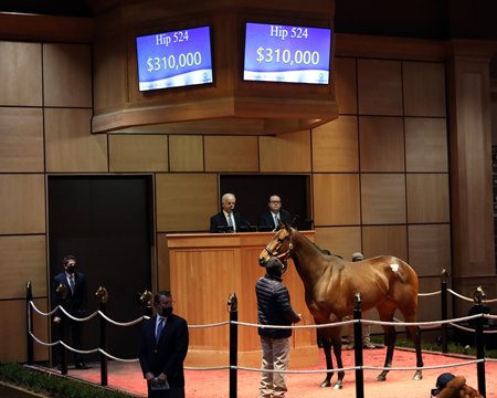 Lady's Island in the ring at the Fasig-Tipton Winter Mixed Sale
