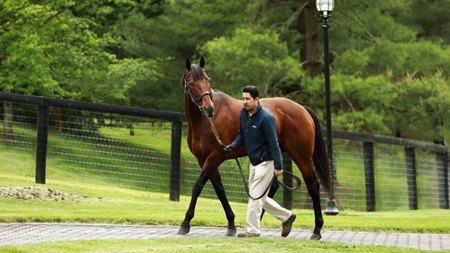 American Pharoah at Coolmore Stud