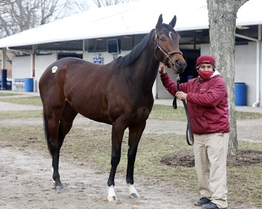 Whoa Nellie - Horse Profile - BloodHorse