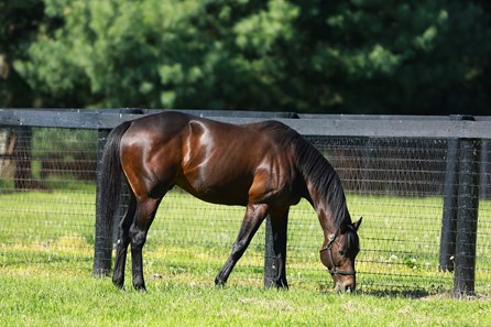 Uncle Mo - Horse Profile - BloodHorse