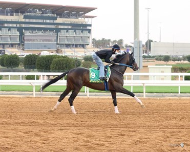 Max Player - Horse Profile - BloodHorse