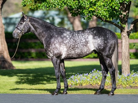Caravaggio at Coolmore Stud