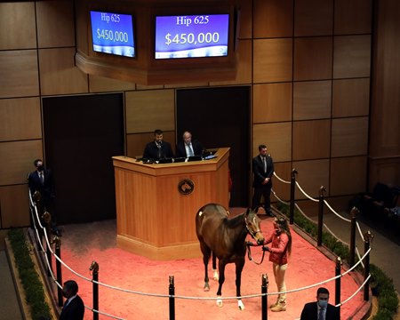 Whoa Nellie in the ring at the Fasig-Tipton Winter Mixed Sale