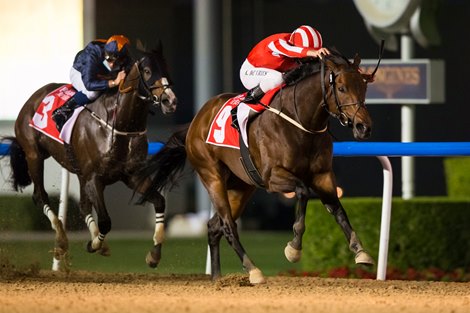 Dubai Super Saturday to Highlight Best Local Contenders