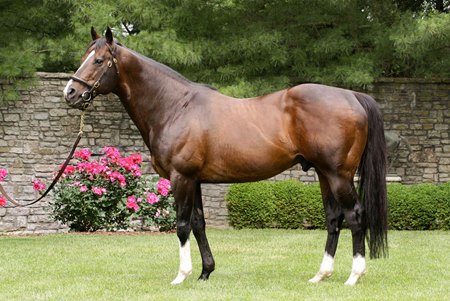 Tale of the Cat at Ashford Stud