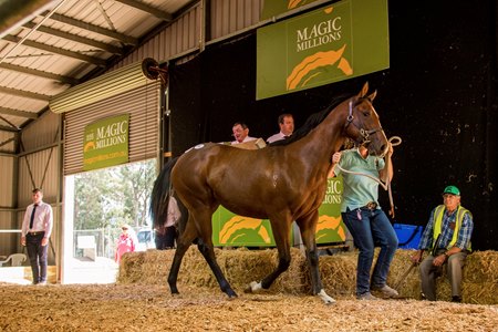 Next year's Tasmanian Yearling Sale will be held Feb. 26 at Quercus Park