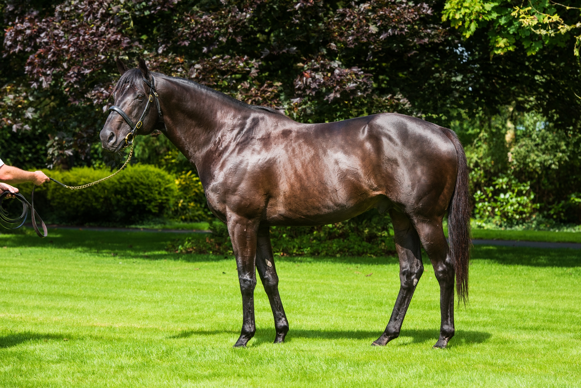 Wootton Bassett Tops Coolmore Stud's Powerful 2022 Team - BloodHorse