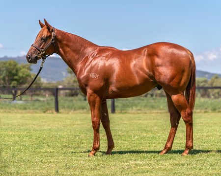 The session-topping Capitalist colt (Lot 374) at the Inglis Classic Yearling Sale 