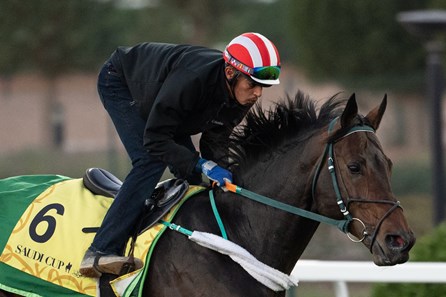 Gronkowski - Horse Profile - BloodHorse