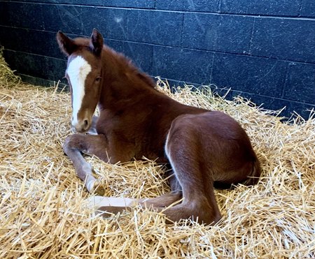 The Divisidero colt out of Always Tomorrow at Airdrie Stud