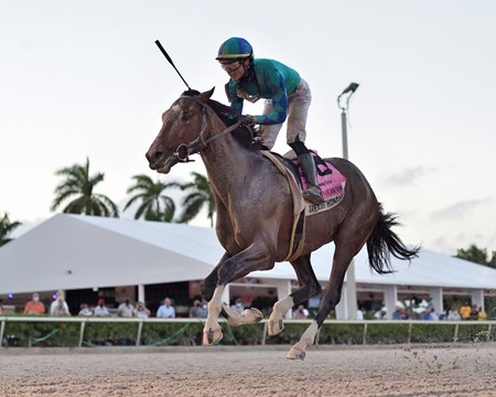 Greatest Honour captures the Fountain of Youth Stakes at Gulfstream Park.