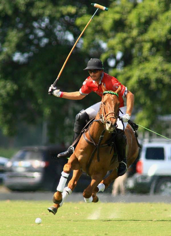 polo horse