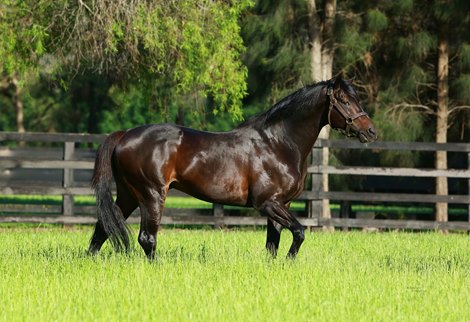 So You Think Tops Australian Stud Book In 2020 Bloodhorse