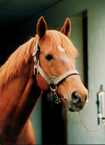Ferdinand