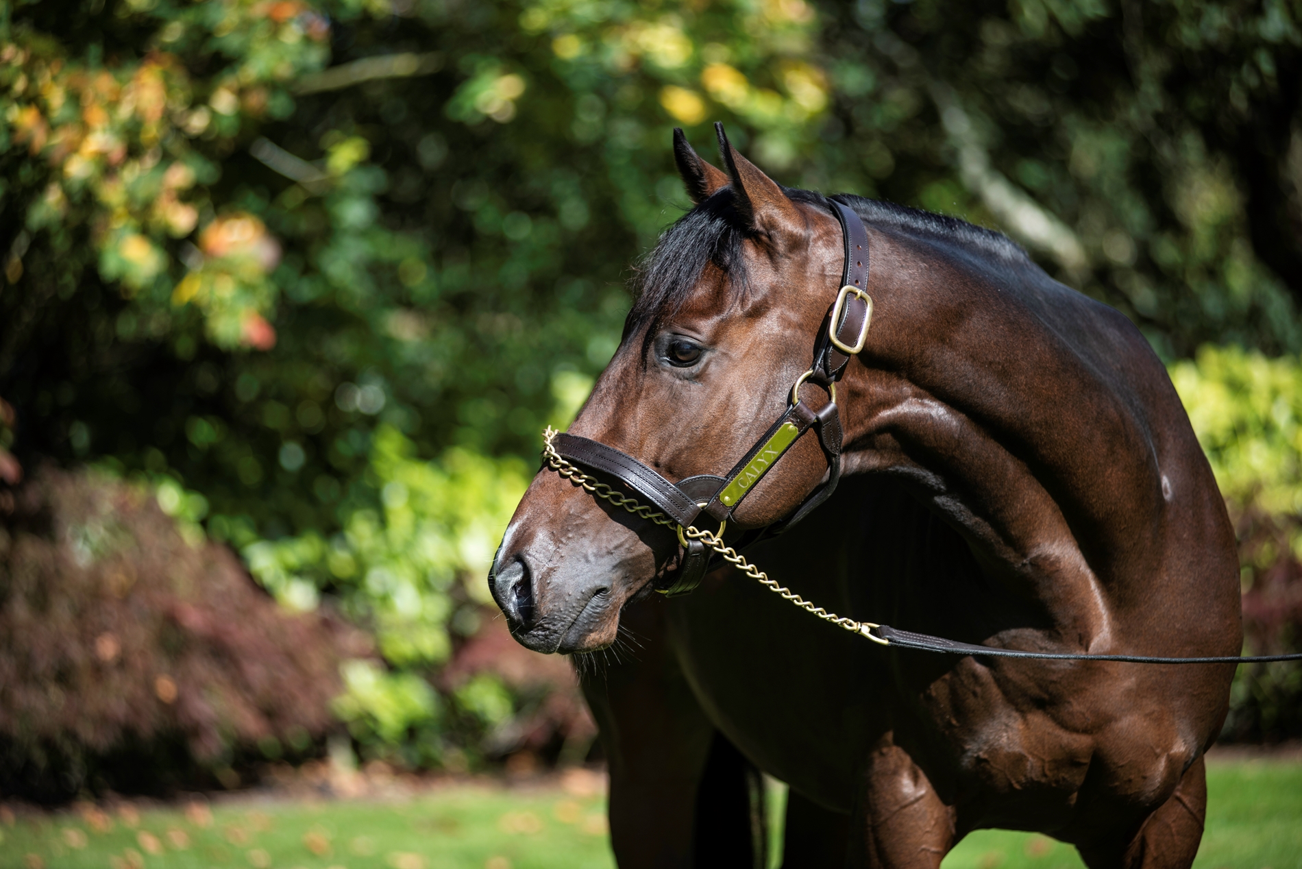 Young Coolmore Stallion Calyx Dies at 9 - BloodHorse