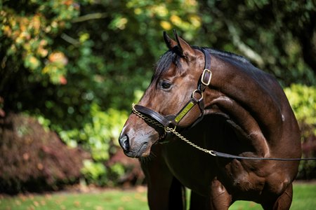 Calyx at Coolmore Stud