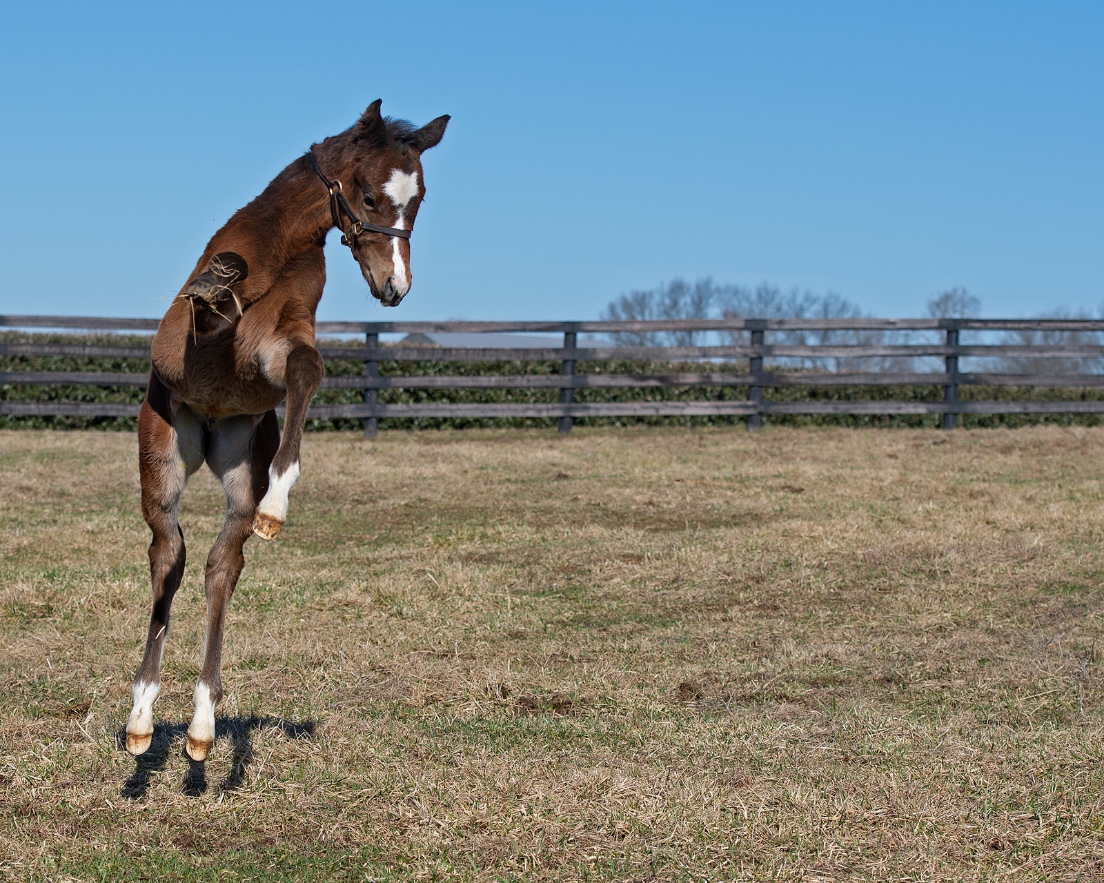 Horse best sale pogo stick