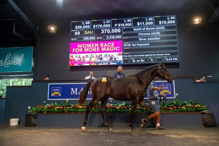 The session-topping Spirit Of Boom colt consigned as Lot 69 in the ring at the Magic Millions Gold Coast March Yearling Sale