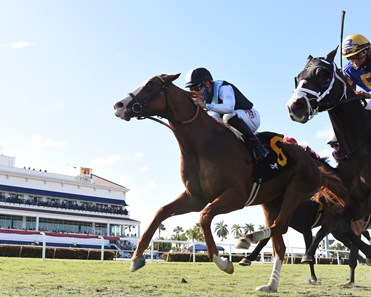 Annex Horse Profile Bloodhorse