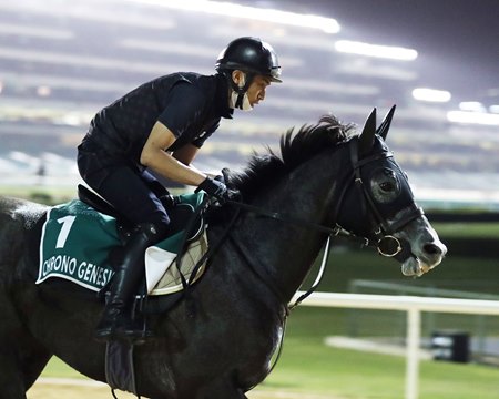 Chrono Genesis trains prior to her second in the Dubai Sheema Classic at Meydan Racecourse