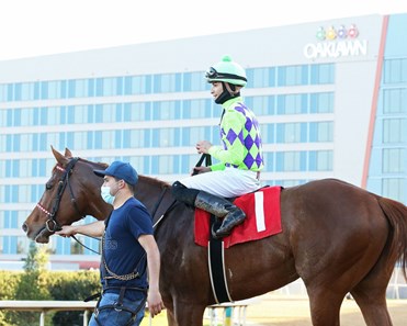 Sir Wellington Horse Profile Bloodhorse