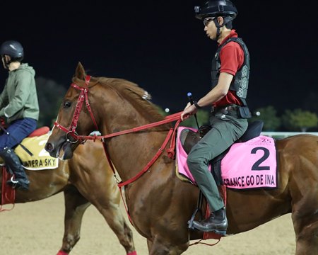 France Go de Ina trains prior to his sixth-place finish in the UAE Derby at Meydan Racecourse
