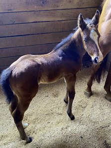 A colt born March 3 is the first reported foal by Indiana Stallion Station's Shagaf