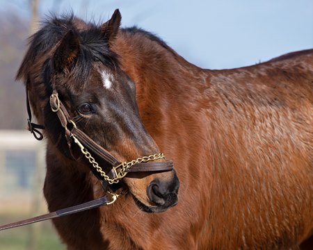 Serena's Song in 2021 at Denali Stud