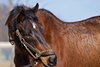 Serena’s Song at Denali Stud near Paris, Ky on Jan. 21, 2021. 