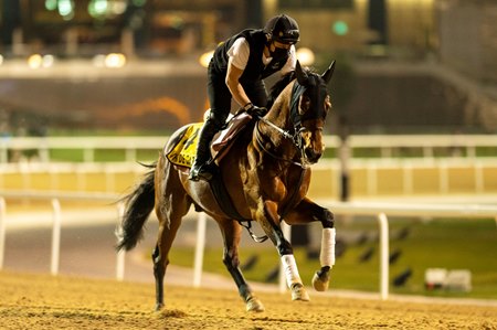 Vin de Garde trains in March at Meydan Racecourse