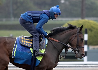 Beautiful Gift Horse Profile Bloodhorse