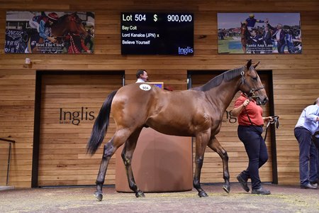 The Lord Kanaloa colt consigned as Lot 504 in the ring at the Inglis Melbourne Premier Yearling Sale
