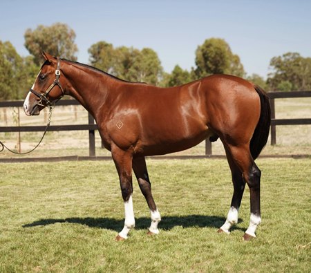 The Toronado colt consigned as Lot 584 at the Inglis Melbourne Premier Yearling Sale 