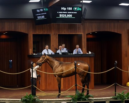 The Cairo Prince colt consigned as Hip 188 in the ring at the OBS March Sale