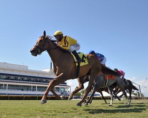 Ward Saddles Strong Duo In Galway Bloodhorse