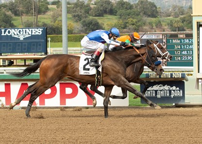 Beautiful Gift Horse Profile Bloodhorse